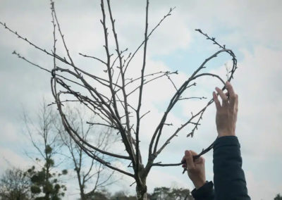 conduite et taille d'arbres fruitiers