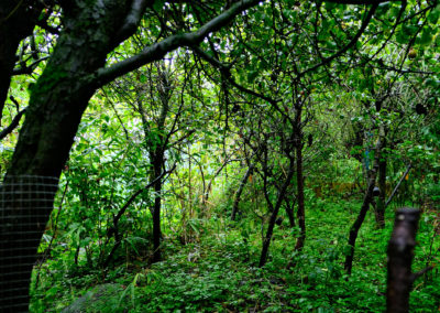 INTRODUCTION AU JARDIN-FORÊT